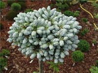 bfeaf985-abies koreana cijep.jpg